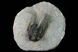 Cyphaspis Trilobite - Ofaten, Morocco #164509-1